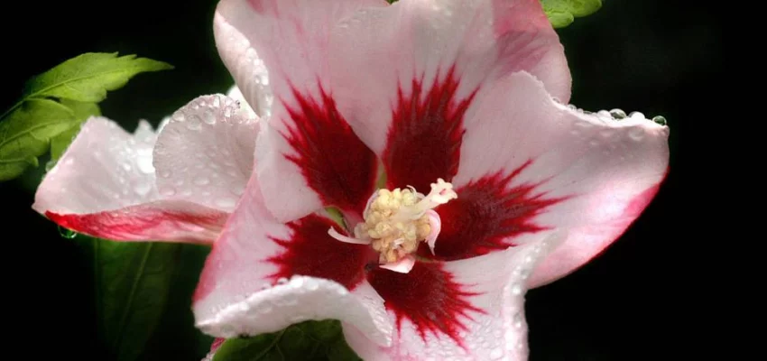 HIBISCUS syriacus 'Hamabo' - Hibiscus à fleurs roses et au coeur rouge, mauve en arbre 'hamabo'.