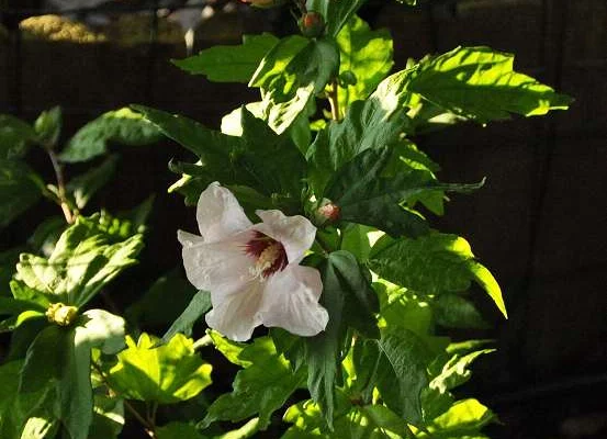 HIBISCUS syriacus 'Hamabo' - Hibiscus à fleurs roses et au coeur rouge, mauve en arbre 'hamabo'.