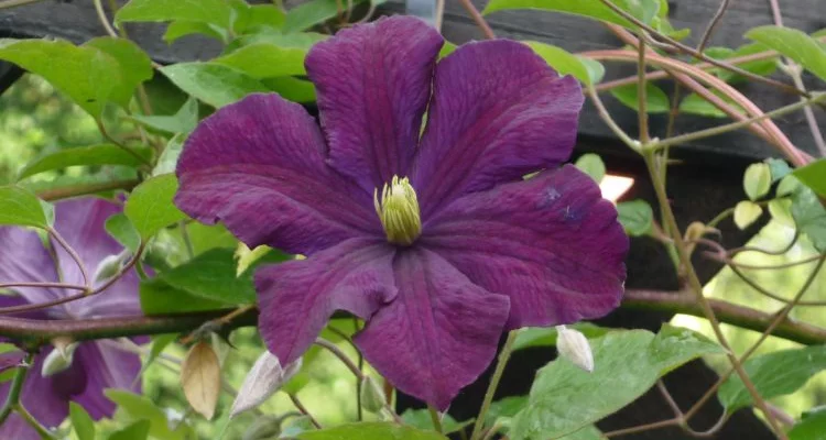 CLEMATITE Viticella 'Etoile Violette' - Plante grimpante