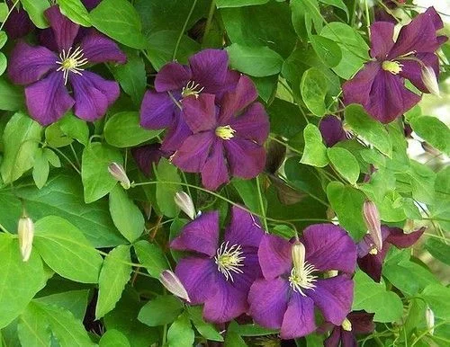 CLEMATITE Viticella 'Etoile Violette' - Plante grimpante