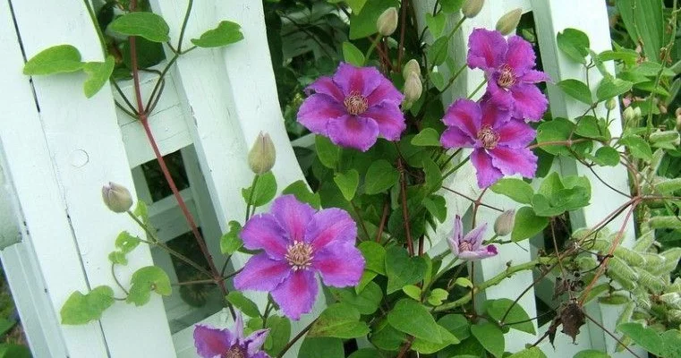 CLEMATITE 'Ashva' - Clématite Plante grimpante