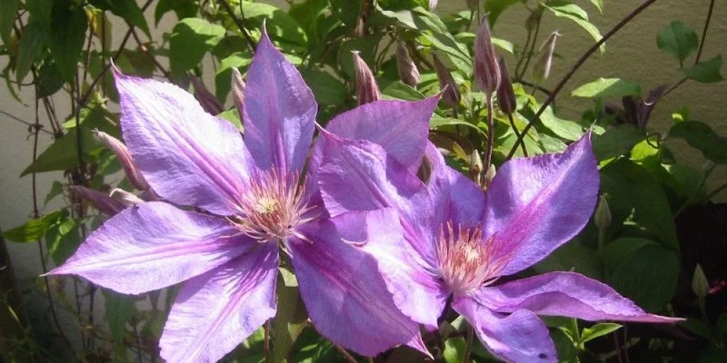 CLEMATITE 'Dorothy Walton' - Plante grimpante