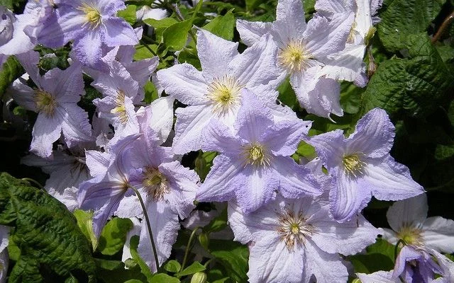 CLEMATITE 'Blue Angel' - Plante grimpante