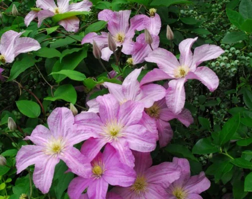 CLEMATITE 'Comtesse de Bouchaud' - Plante grimpante