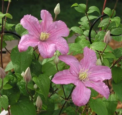 CLEMATITE 'Comtesse de Bouchaud' - Plante grimpante