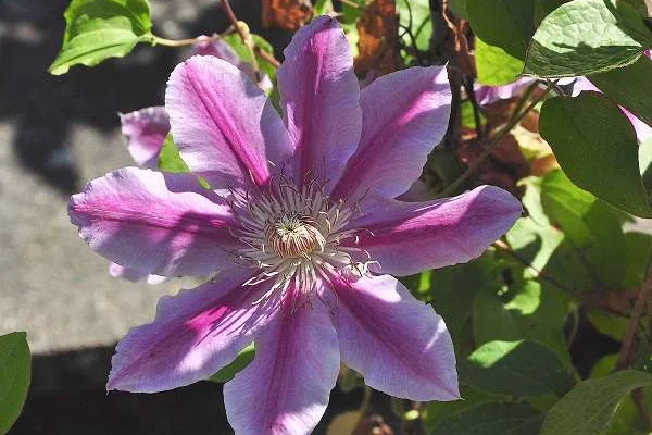 CLEMATITE 'Dr Ruppel' - Clématite plante grimpante