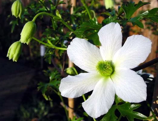 CLEMATITE 'Early Sensation' - Plante grimpante