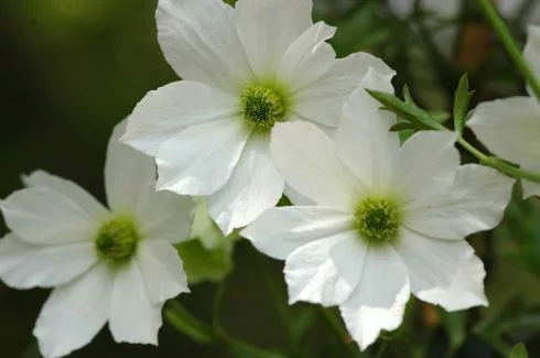 CLEMATITE 'Early Sensation' - Plante grimpante