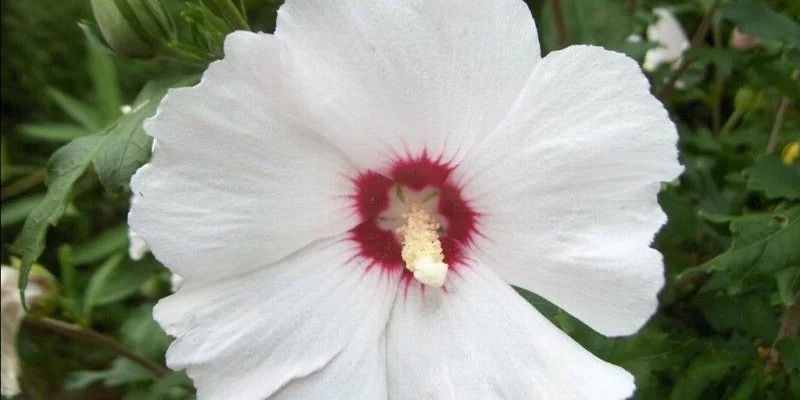 HIBISCUS syriacus 'Melrose' - Althea, Mauve en arbre