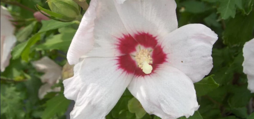 HIBISCUS syriacus 'Melrose' - Althea, Mauve en arbre