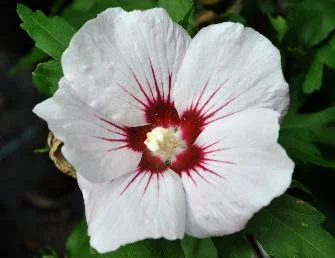 HIBISCUS syriacus 'Melrose' - Althea, Mauve en arbre