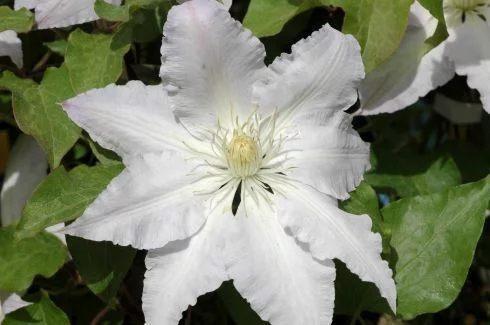 CLEMATITE 'Gladys Picard' - Plante grimpante