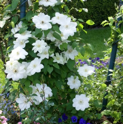 CLEMATITE 'Guernsey Cream' - Plante grimpante