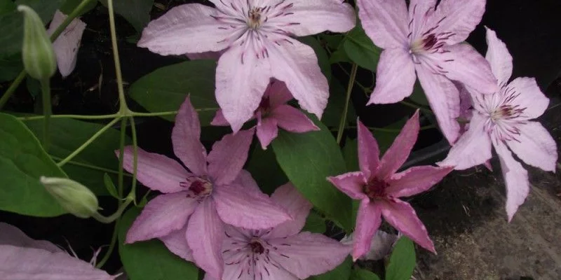 CLEMATITE 'Hagley Hybrid' - Plante grimpante