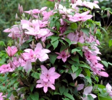 CLEMATITE 'Hagley Hybrid' - Plante grimpante