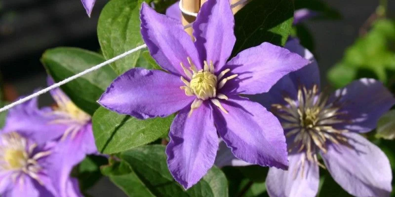 CLEMATITE 'Justa' - Plante grimpante