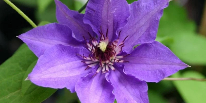 CLEMATITE 'Königskind' ® - Plante grimpante