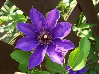 CLEMATITE 'Königskind' ® - Plante grimpante