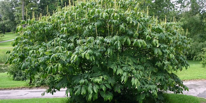 AESCULUS parviflora