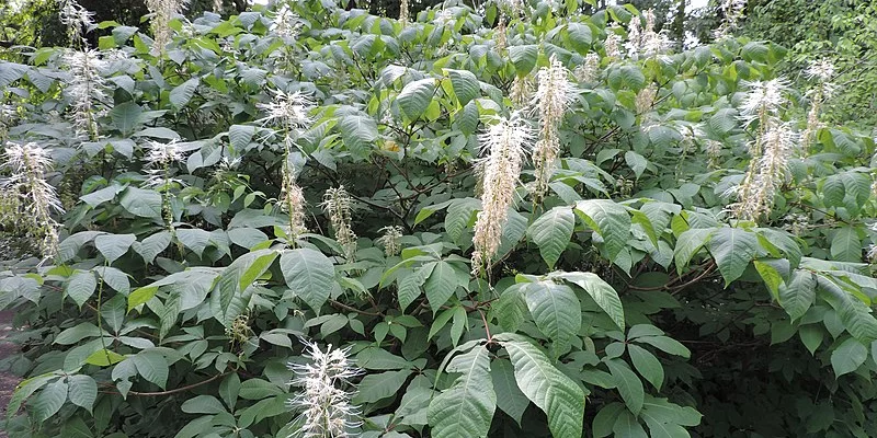 AESCULUS parviflora