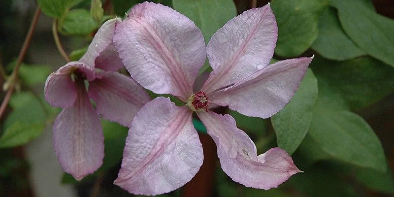 CLEMATITE 'Margaret Hunt' - Plante grimpante