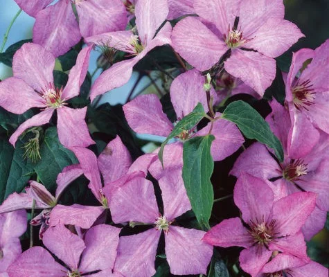 CLEMATITE 'Margaret Hunt' - Plante grimpante