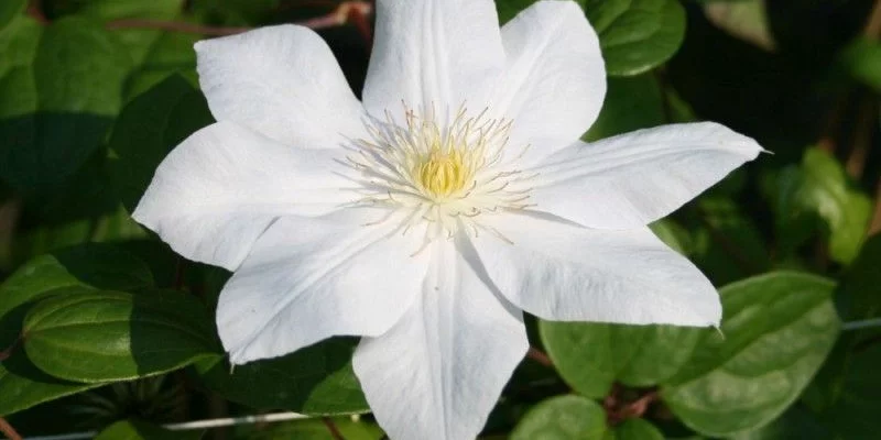 CLEMATITE 'Mme Le Coultre' - Plante grimpante