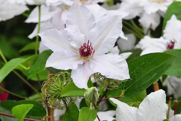 CLEMATITE 'Miss Bateman' - Plante grimpante