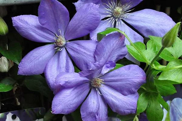 CLEMATITE 'Mrs Cholmondeley' - Plante grimpante