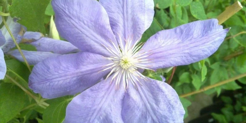 CLEMATITE 'Mrs Cholmondeley' - Plante grimpante