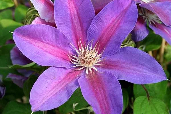 CLEMATITE 'Mrs N. Thompson' - Plante grimpante