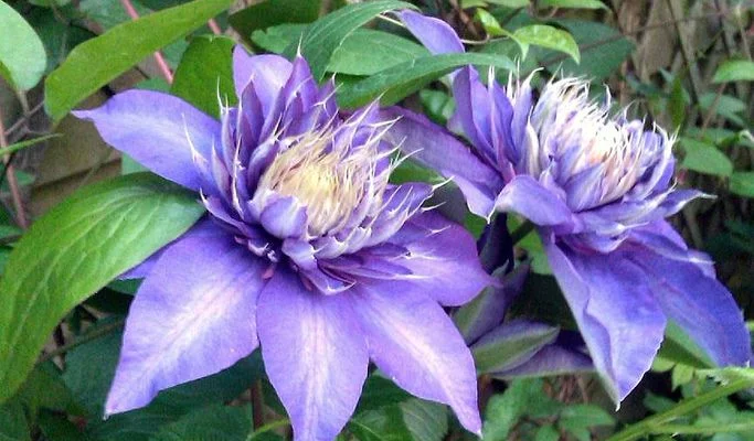 CLEMATITE 'Multi Blue' - Plante grimpante