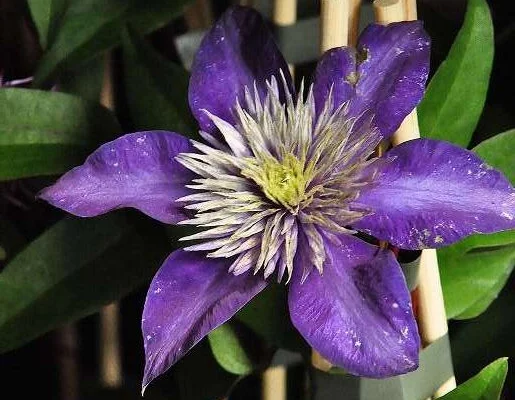 CLEMATITE 'Multi Blue' - Plante grimpante