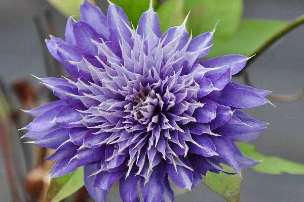 CLEMATITE 'Multi Blue' - Plante grimpante