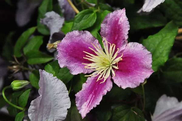 CLEMATITE 'Piilu' - Plante grimpante