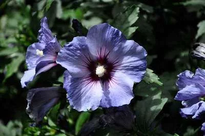 HIBISCUS syriacus 'Oiseau Bleu' - Althea, Mauve en arbre