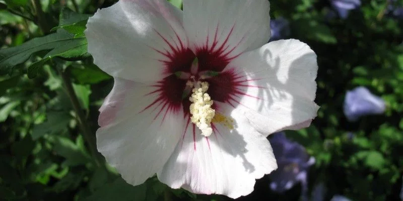 HIBISCUS syriacus 'Red Heart' - Althea, Mauve en arbre