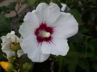 HIBISCUS syriacus 'Red Heart' - Althea, Mauve en arbre