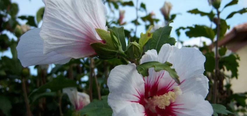 HIBISCUS syriacus 'Red Heart' - Althea, Mauve en arbre