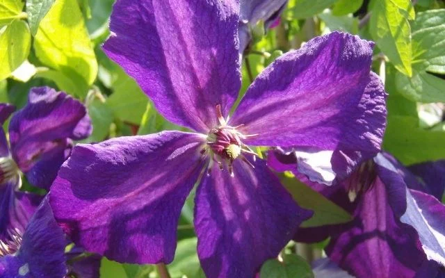 CLEMATITE Viticella 'Polish Spirit' - Plante grimpante