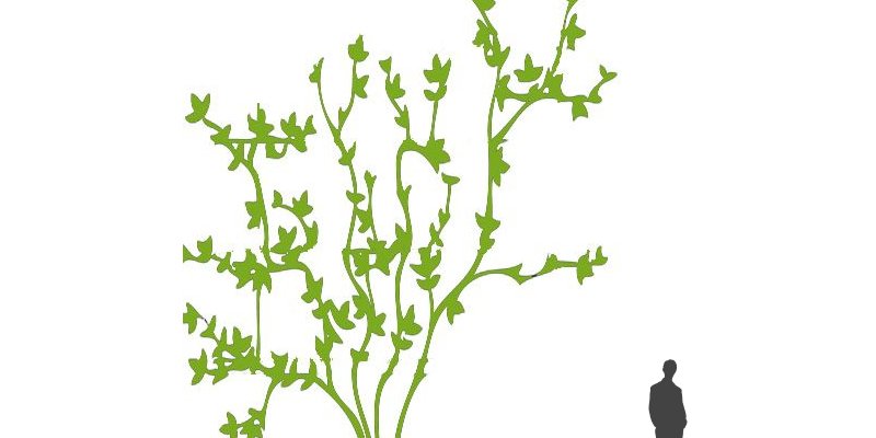 CLEMATITE Vitalba - Plante grimpante