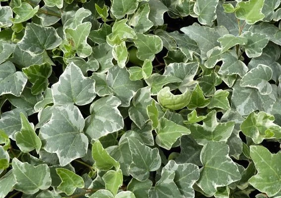 HEDERA helix 'Kolibri' - Lierre Commun 'Kolibri'