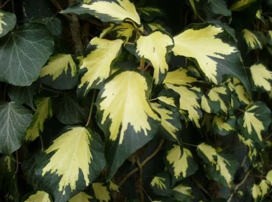 HEDERA helix 'Goldheart' - Lierre commun 'Goldheart'