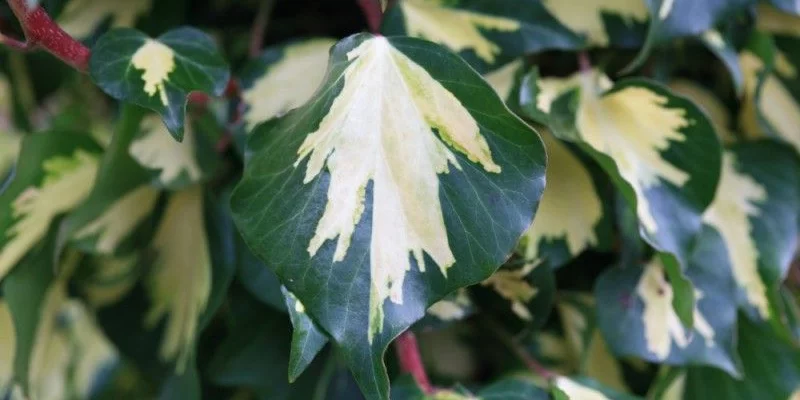 HEDERA helix 'Goldheart' - Lierre commun 'Goldheart'