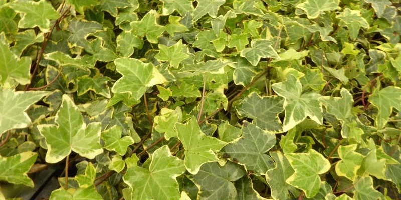 HEDERA helix 'Goldchild' - Lierre commun 'Goldchild'