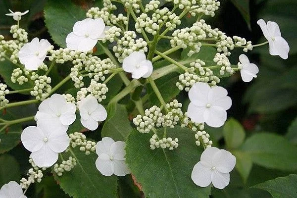 HYDRANGEA 'Semiola'® - Hortensia grimpant