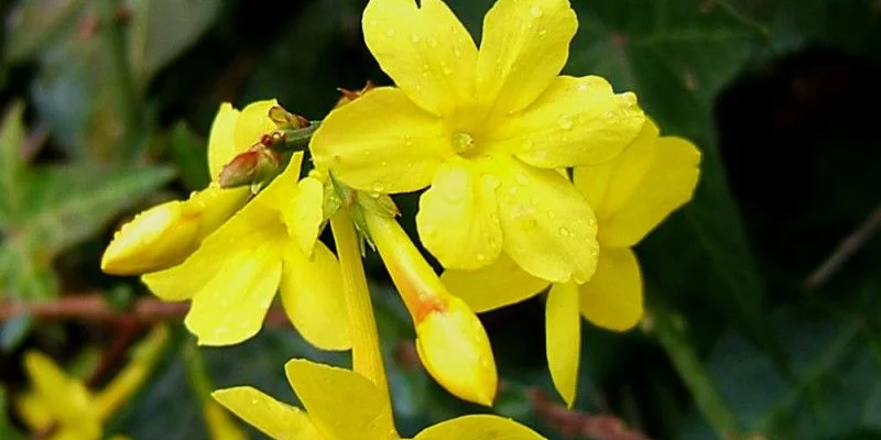 JASMINUM nudiflorum - Jasmin d'hiver