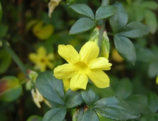 JASMINUM nudiflorum - Jasmin d'hiver