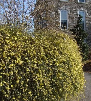 JASMINUM nudiflorum - Jasmin d'hiver