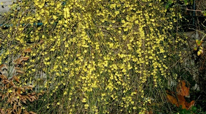 JASMINUM nudiflorum - Jasmin d'hiver